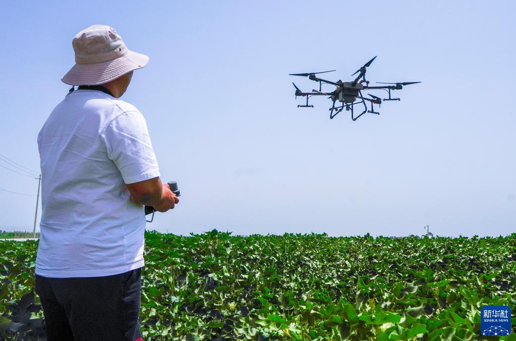現代農技助力新疆夏管夏收，智慧農業迎來豐收季