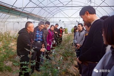 田間地頭的生動(dòng)課堂 建陽(yáng)區(qū)農(nóng)技培訓(xùn)“搬進(jìn)”農(nóng)業(yè)企業(yè)，賦能鄉(xiāng)村振興