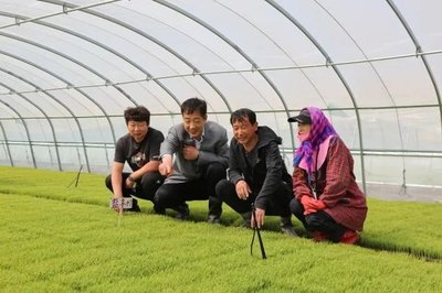 科技助農促增收——新興鎮(zhèn)農業(yè)技術人員下鄉(xiāng)指導紀實